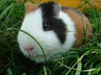 /album/morca/obrazky-4ever-sk-morca-1003700-jpg/